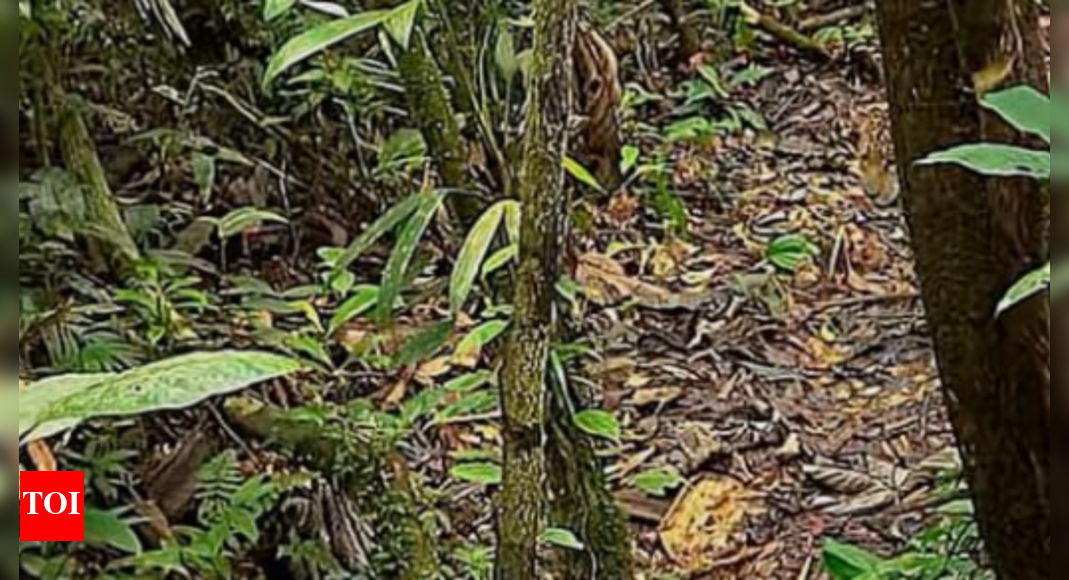 1753969726_photo.jpg